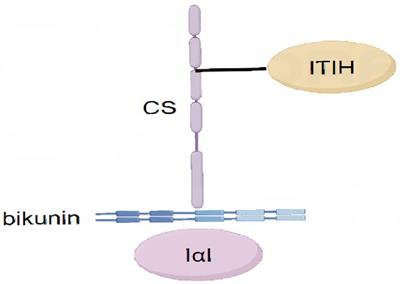 The function of the inter-alpha-trypsin inhibitors in the development of disease